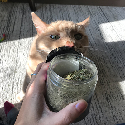 dried-cat-nip_low