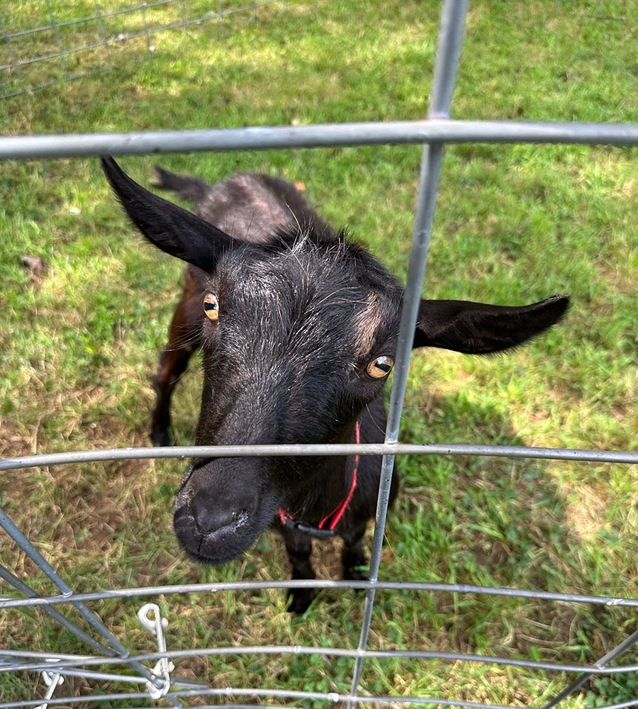 Annual Buddhist Animal Blessing